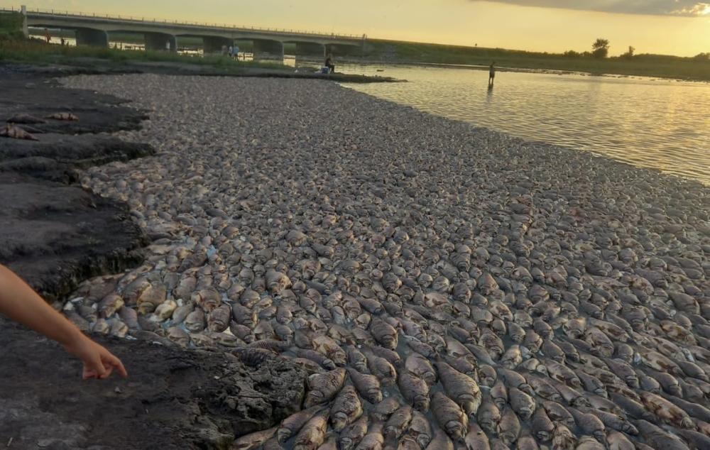 Impactante mortandad de peces en el Río Salado