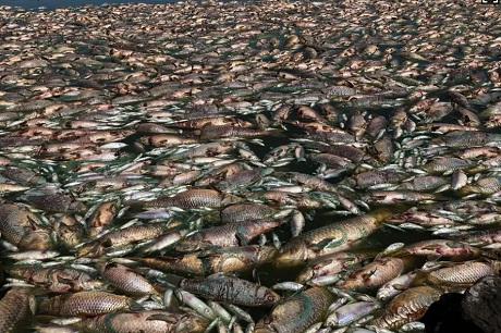 Policía investiga la muerte de los peces en Río Salado