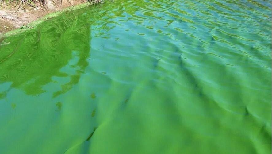 Nueva alerta naranja por presencia de cianobacterias en Laguna de Gómez