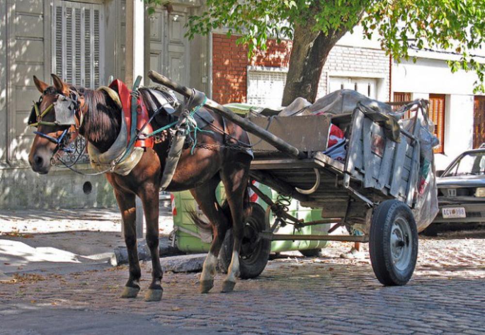 Lanús prohibió la tracción a sangre: declaró a los caballos "seres sintientes"