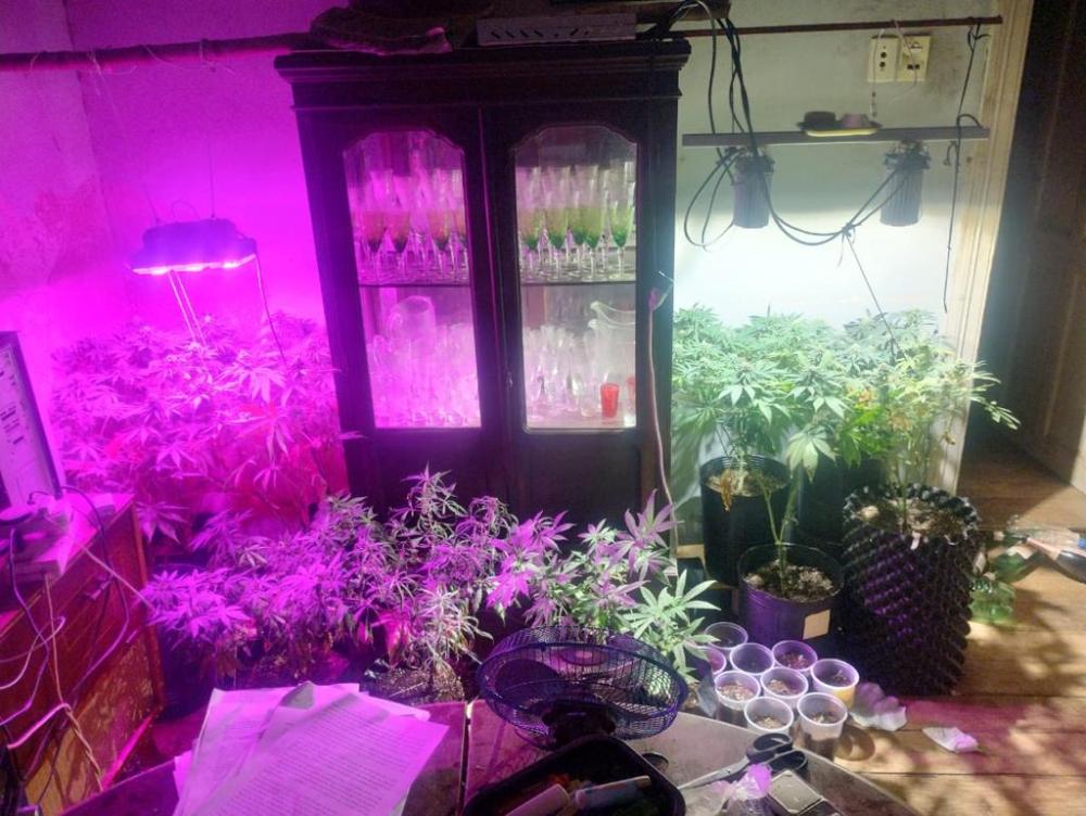 La policía encontró plantas de marihuana
