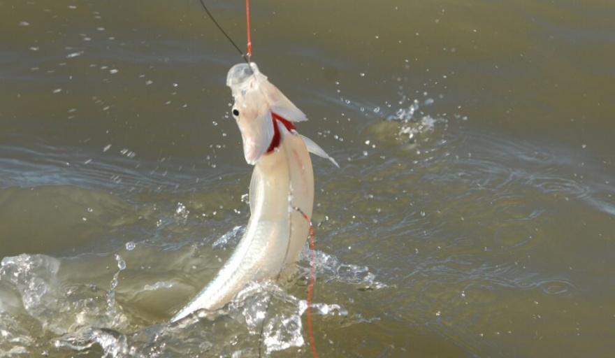 Finalizó la veda para la pesca de pejerrey en todo el territorio bonaerense