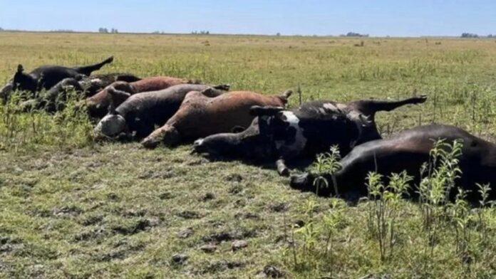 Murieron 24 vacas por intoxicación hídrica en un campo de Urdampilleta