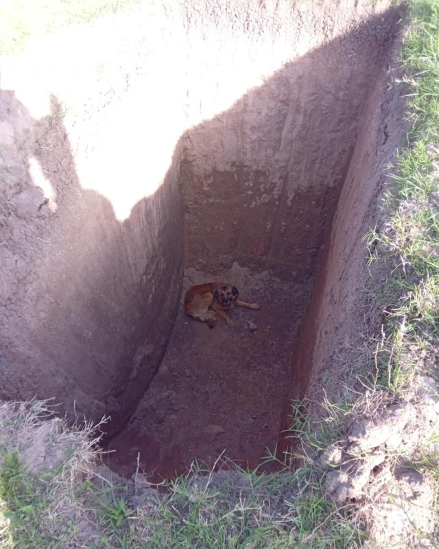 Rescate animal