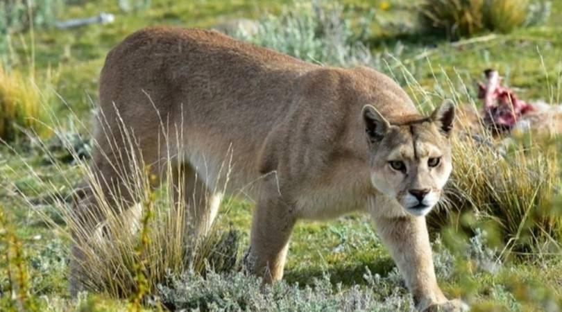 En la zona de Rawson hubo varios ataques de pumas a caballos, ovejas y novillos