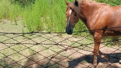 Dirección de Tránsito llevó adelante procedimientos por animales en la vía publica