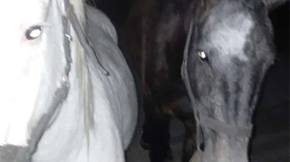 Personal municipal puso a resguardo a dos caballos que se encontraban sueltos deambulando en la intersección de las avenidas Güemes y Ortiz