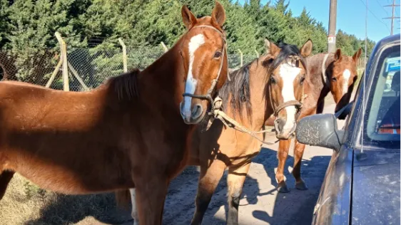 Pusieron a resguardo diez equinos que se encontraban sueltos en la vía pública en la zona del Club La Pampa