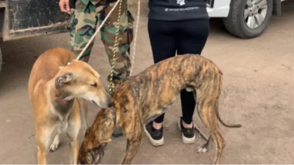 Fallo histórico en Mercedes: secuestran galgos usados para caza ilegal y los entregan a una ONG