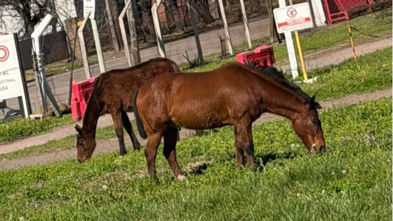 Caballos puestos a resguardo tras ser encontrados sobre la Ruta Nacional 5